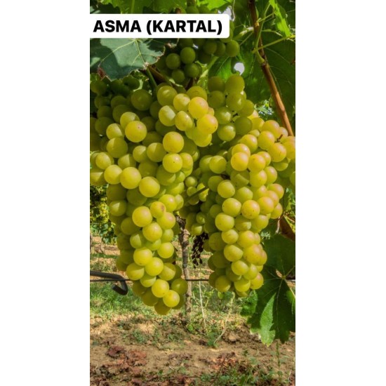Kartal Asma Fidanı