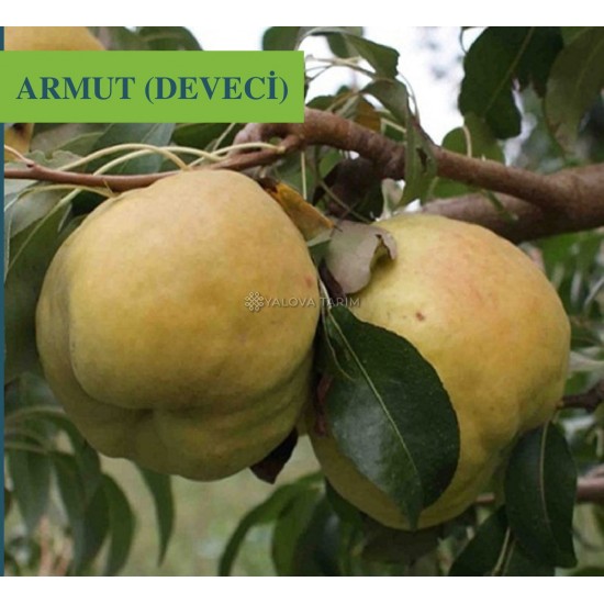 Deveci Armut Fidanı Deveci Armut Fidanı