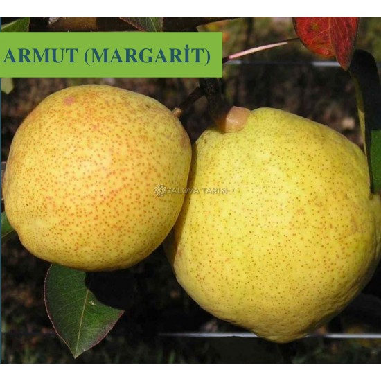 Margerite Armut Fidanı Margerite Armut Fidanı