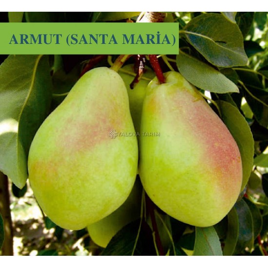 Santa Maria Armut Fidanı Santa Maria Armut Fidanı
