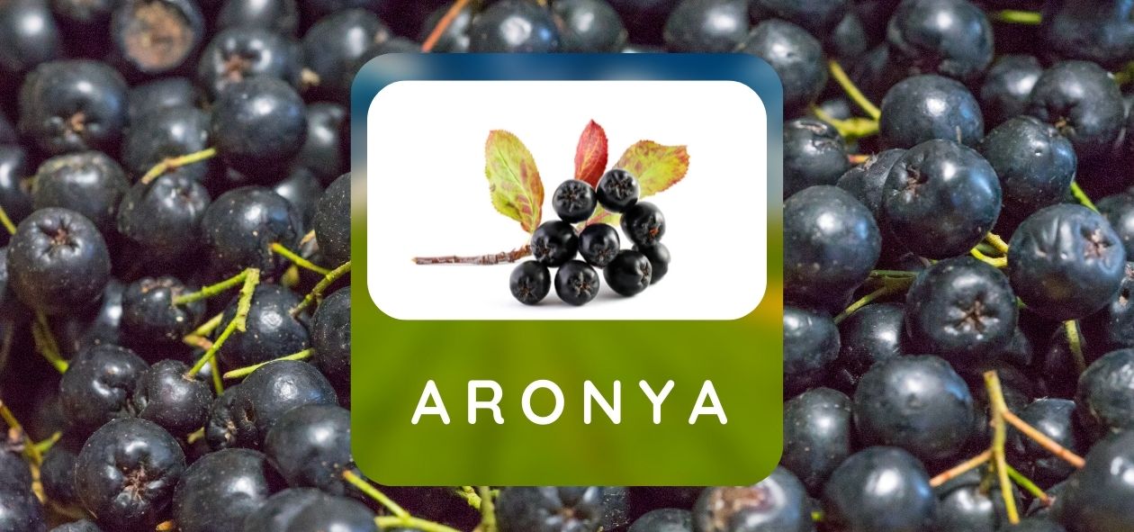 aronya fidanları