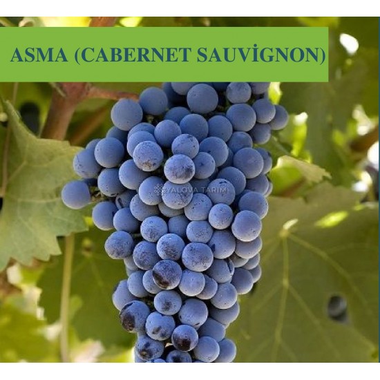 Cabarnet Sauvignon Asma Fidanı Cabarnet Sauvignon Asma Fidanı