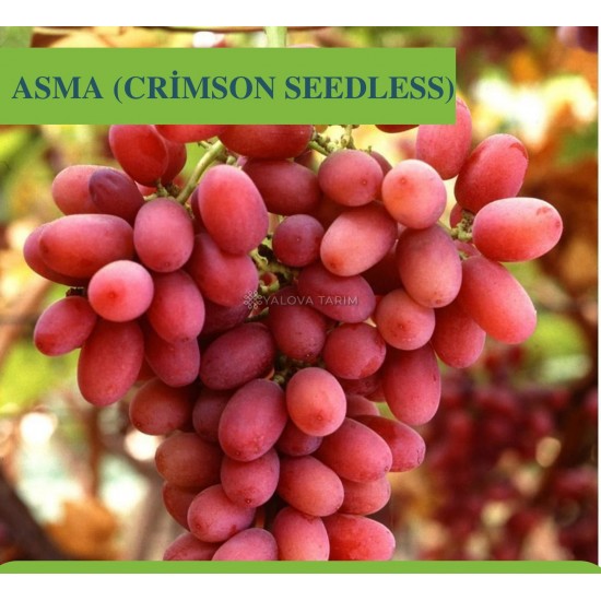 Crimson Seedless Asma Fidanı