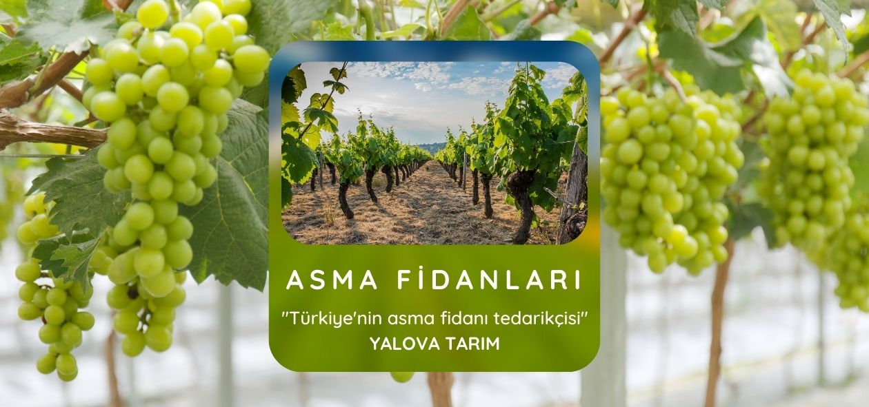 asma fidanları