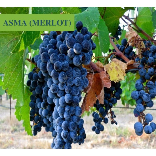 Merlot Asma Fidanı Merlot Asma Fidanı