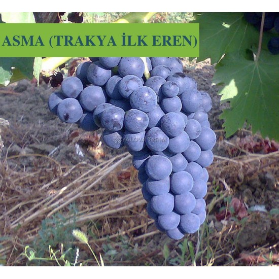 Trakya İlkeren Asma Fidanı Trakya İlkeren Asma Fidanı