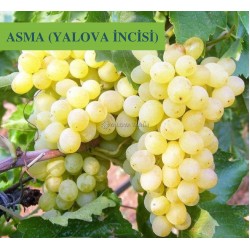 Yalova İncisi Asma Fidanı