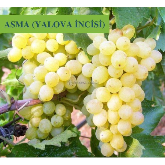 Yalova İncisi Asma Fidanı Yalova İncisi Asma Fidanı