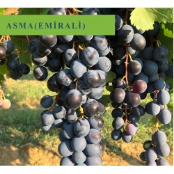 Emirali Asma Fidanı