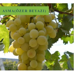 Özer Beyazı Asma Fidanı