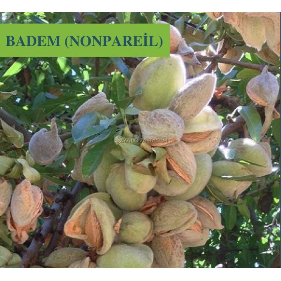 Nonpareil Badem Fidanı Nonpareil Badem Fidanı