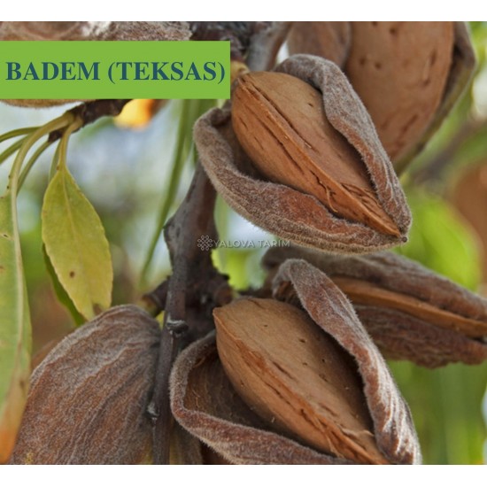 Teksas Badem Fidanı Teksas Badem Fidanı