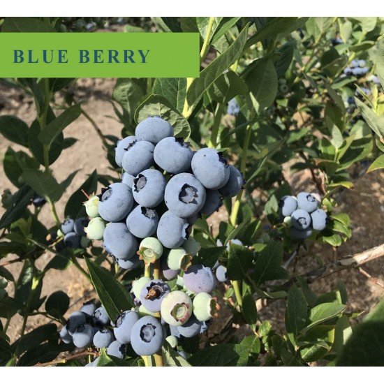 Yaban Mersini (Blue Berry) Fidanı