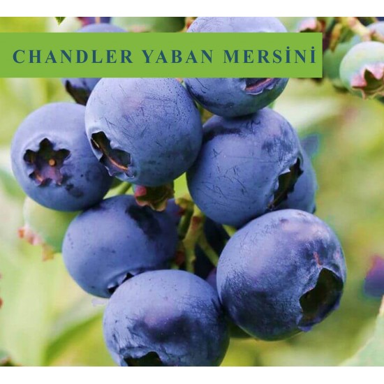 Chandler Yaban Mersini Fidanı Chandler Yaban Mersini Fidanı
