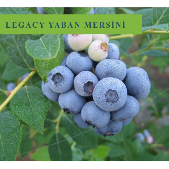 Legacy Yaban Mersini Fidanı Legacy Yaban Mersini Fidanı