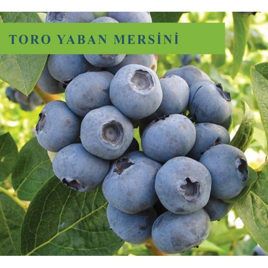 Toro Yaban Mersini Fidanı Toro Yaban Mersini Fidanı