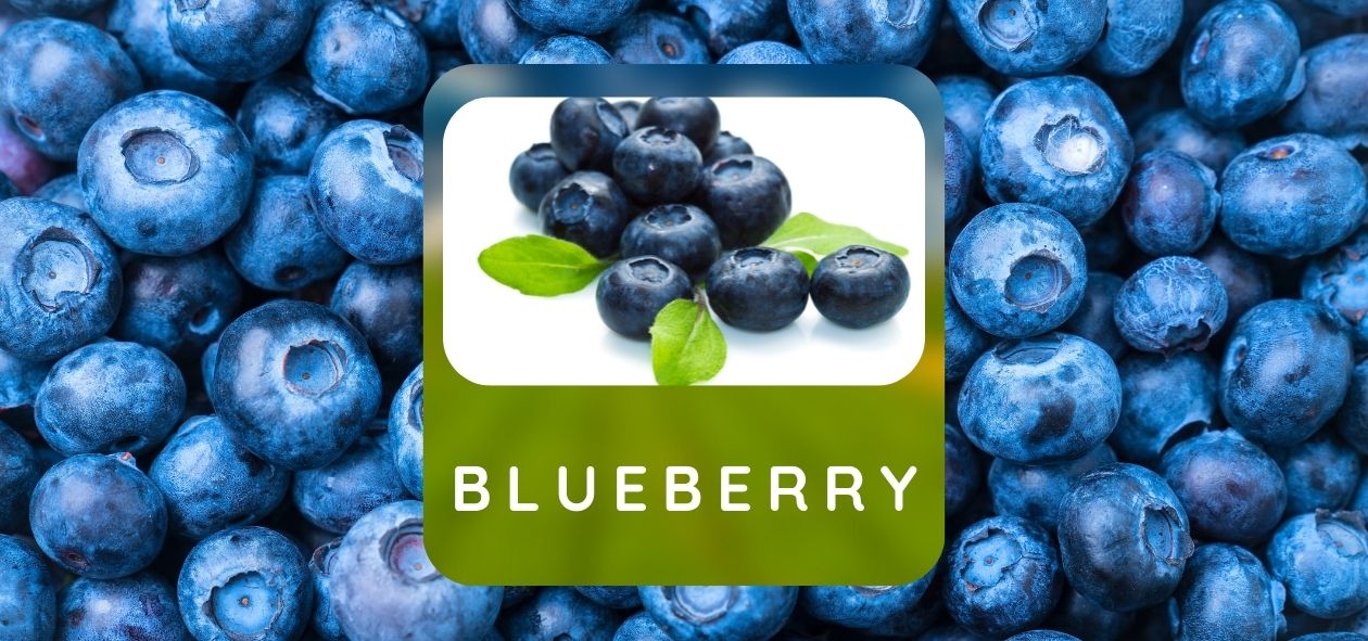 blue berry fidanları