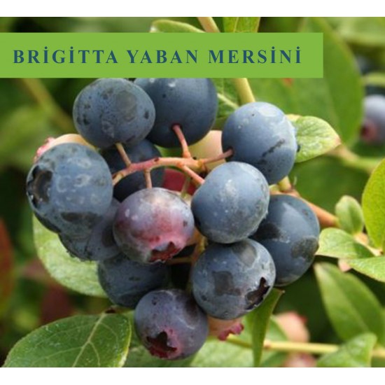 Brigitta Yaban Mersini Fidanı Brigitta Yaban Mersini Fidanı
