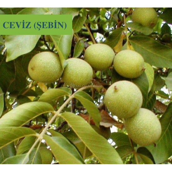 Şebin Ceviz Fidanı Şebin Ceviz Fidanı