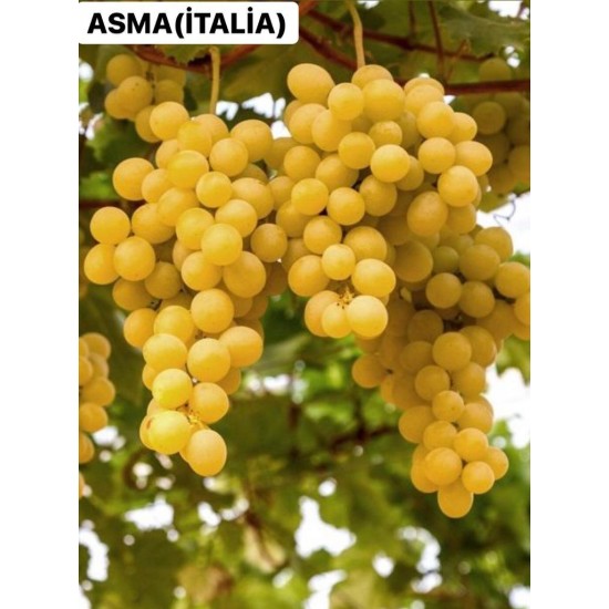 İtalia Asma Fidanı İtalia Asma Fidanı