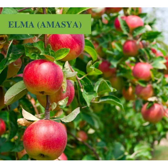 Amasya Elma Fidanı Amasya Elma Fidanı