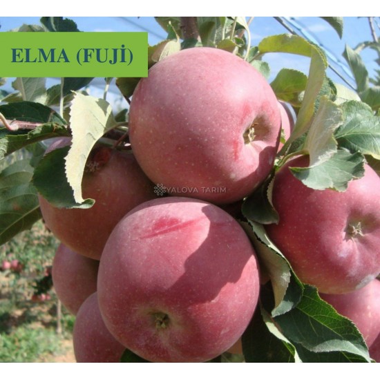 Fuji Elma Fidanı Fuji Elma Fidanı