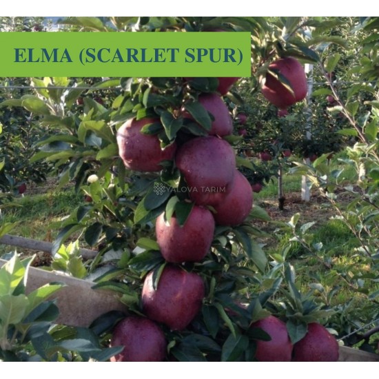 Skarlet Spur Elma Fidanı Skarlet Spur Elma Fidanı