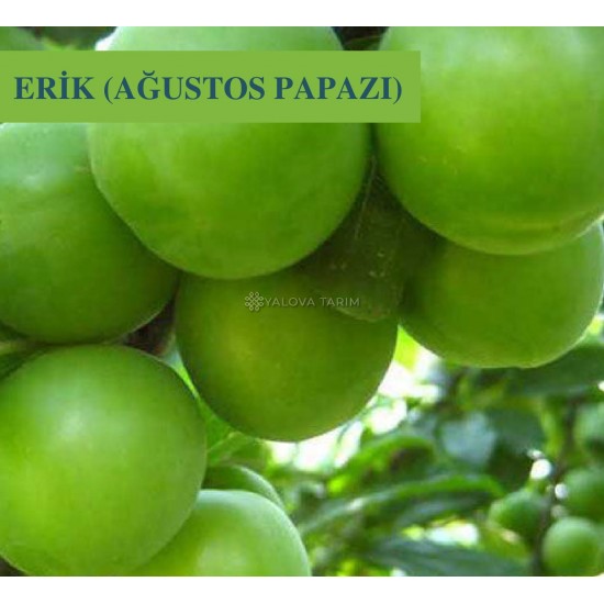 Ağustos Papazı Erik Fidanı Ağustos Papazı Erik Fidanı