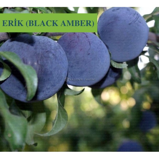 Black Amber Erik Fidanı Black Amber Erik Fidanı