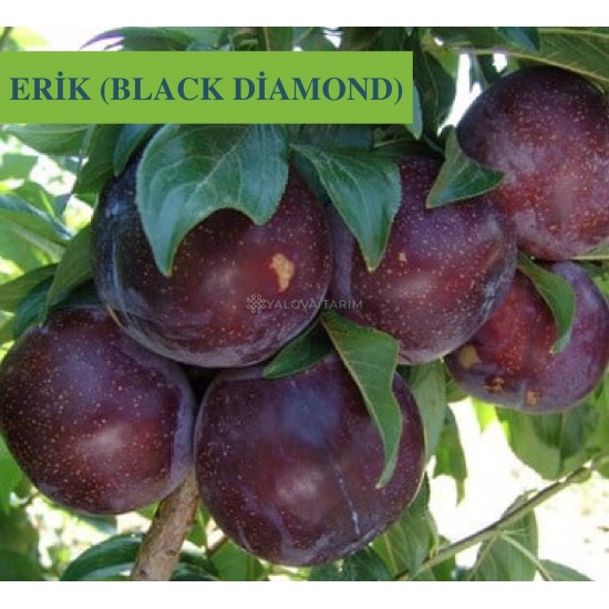 Black Diamond Erik Fidanı Black Diamond Erik Fidanı