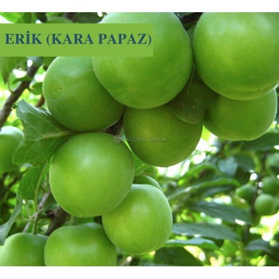 Kara Papaz Erik Fidanı Kara Papaz Erik Fidanı
