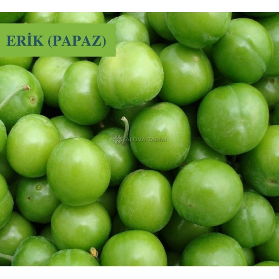 Papaz Erik Fidanı Papaz Erik Fidanı