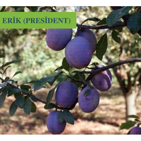 President Erik Fidanı President Erik Fidanı