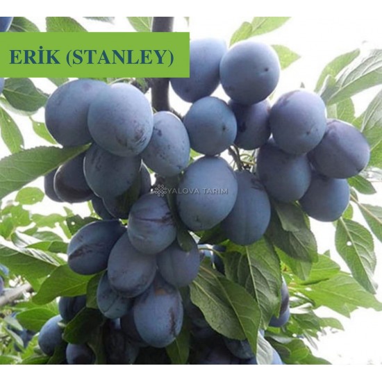 Stanley Erik Fidanı Stanley Erik Fidanı