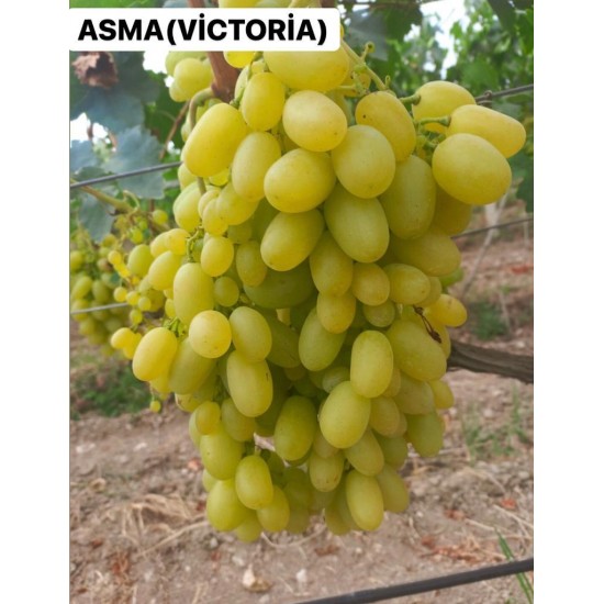 Victoria Asma Fidanı Victoria Asma Fidanı