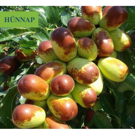 Hünnap Fidanı Hünnap Fidanı