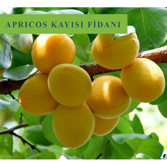 Apricos Kayısı Fidanı