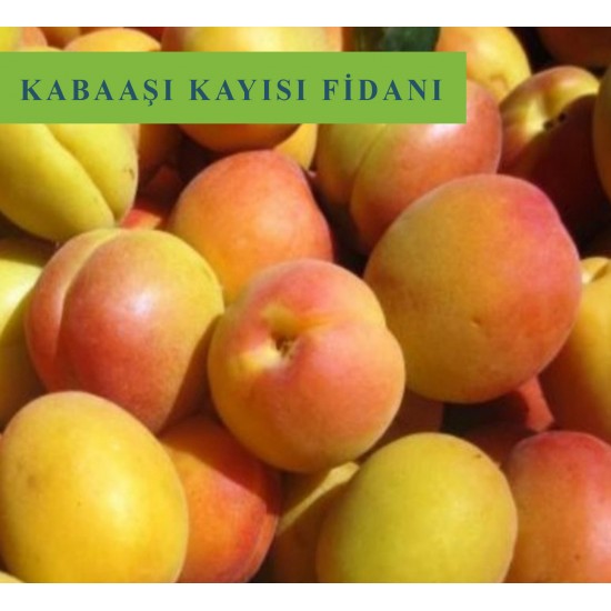 Kabaaşı Kayısı Fidanı Kabaaşı Kayısı Fidanı