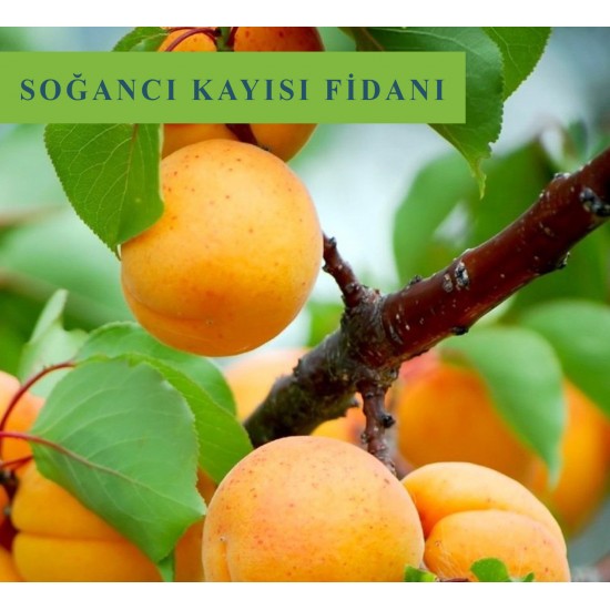 Soğancı Kayısı Fidanı Soğancı Kayısı Fidanı