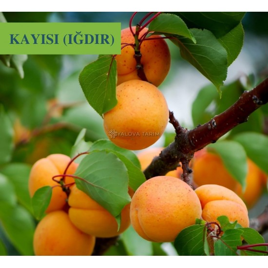 Iğdır Kayısı Fidanı Iğdır Kayısı Fidanı