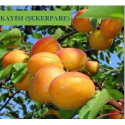 Şekerpare Kayısı Fidanı