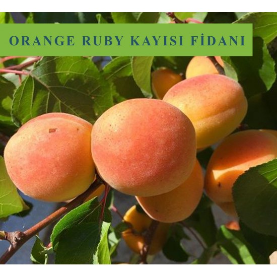 Orange Ruby Kayısı Fidanı Orange Ruby Kayısı Fidanı