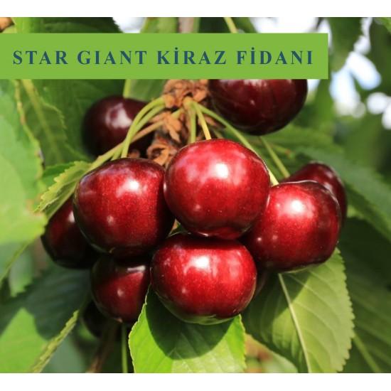Star Giant Kiraz Fidanı Star Giant Kiraz Fidanı