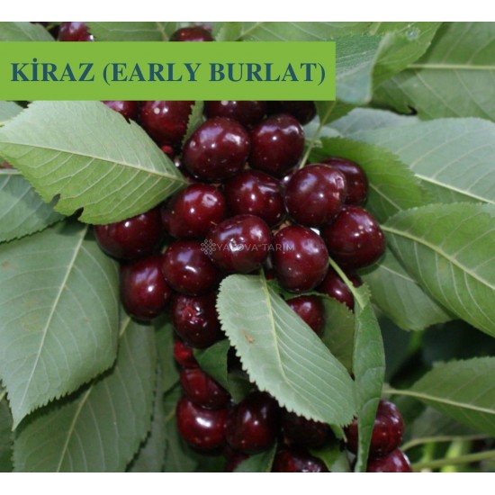 Early Burlat Kiraz Fidanı Early Burlat Kiraz Fidanı