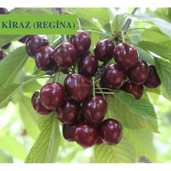 Regina Kiraz Fidanı Regina Kiraz Fidanı