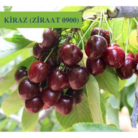 Ziraat 0900 Kiraz Fidanı Ziraat 0900 Kiraz Fidanı