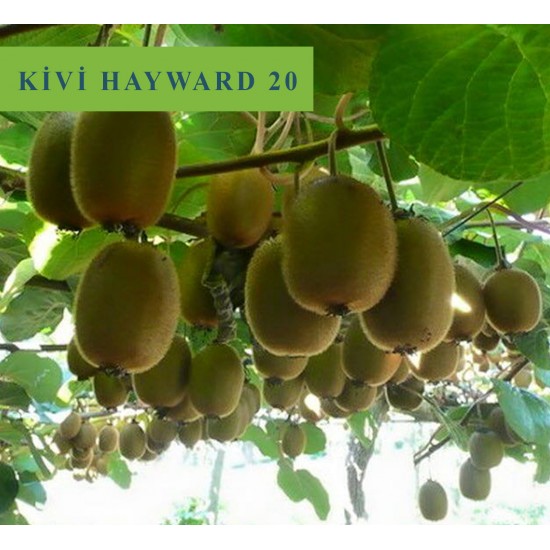 Hayward 20 Kivi Fidanı Hayward 20 Kivi Fidanı