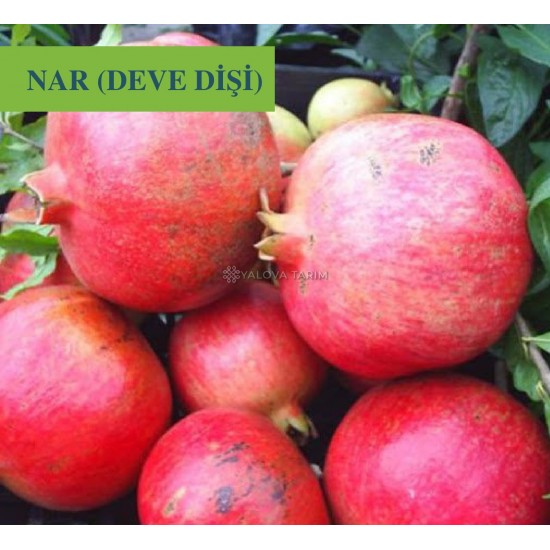 Deve Dişi Nar Fidanı Deve Dişi Nar Fidanı