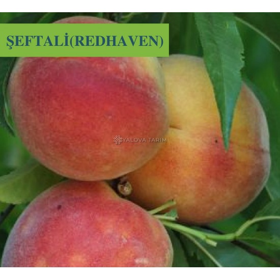 Redhaven Şeftali Fidanı Redhaven Şeftali Fidanı