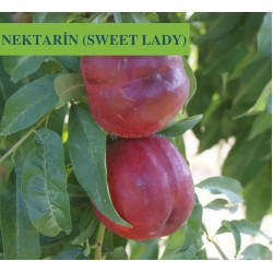Sweet Lady Şeftali Fidanı